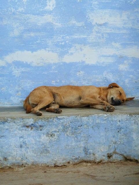 A tan dog asleep on a ledge against a blue painted wall.